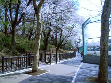 公園整備工事・工事実績「洗足池水路整備工事」